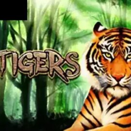5 Tigers