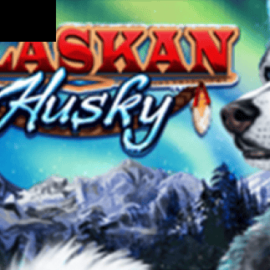 Alaskan Husky
