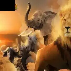 Big 5 Safari