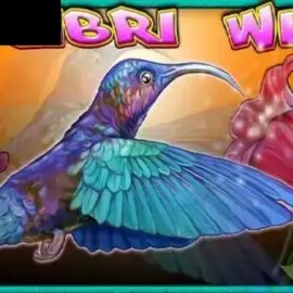 Colibri Wild
