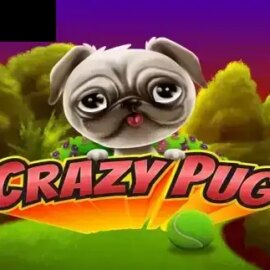 Crazy Pug
