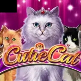 Cutie Cat