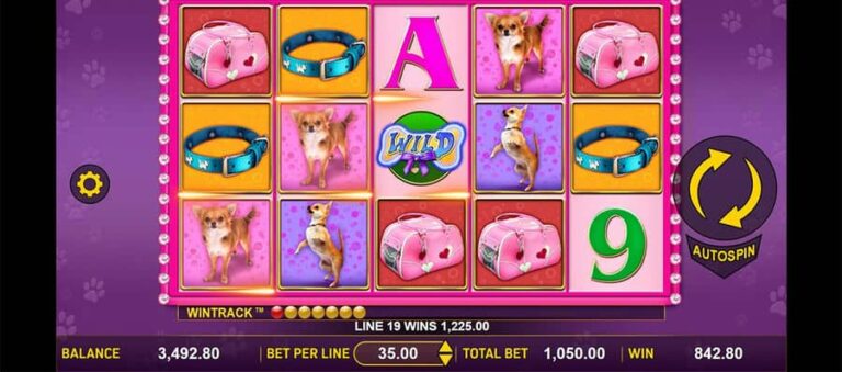 Doggone Lucky