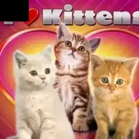 I Love Kittens