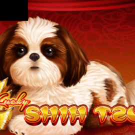 Lucky Shih Tzu