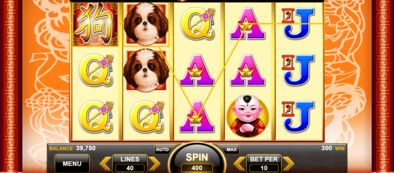 Lucky Shih Tzu