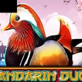 Mandarin Duck