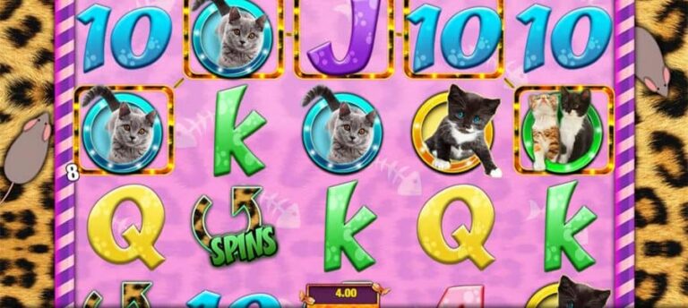 Meow Money