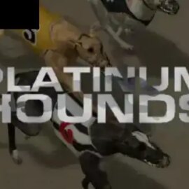 Platinum Hounds