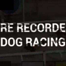 Pre-recorded Dog Racing
