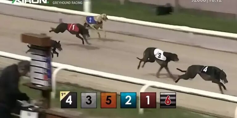Pre-recorded Dog Racing