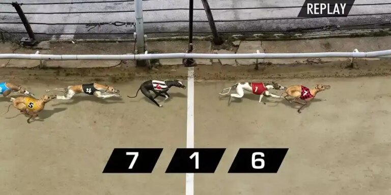 Pre-recorded Dog Racing