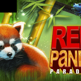 Red panda paradise