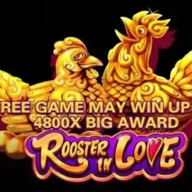 Rooster in Love