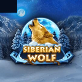 Siberian Wolf