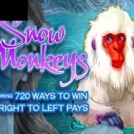 Snow Monkeys