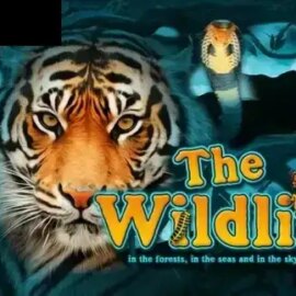 The Wildlife 2