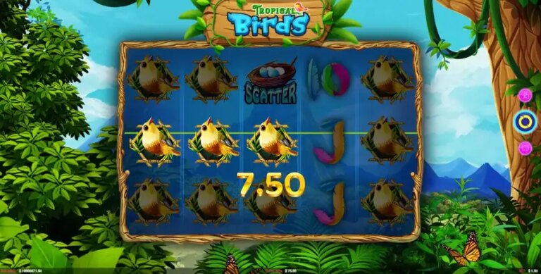 Tropical Birds