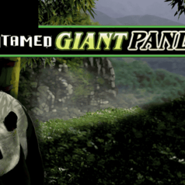 Untamed Giant Panda