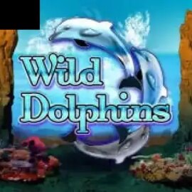 Wild Dolphins