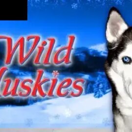 Wild Huskies