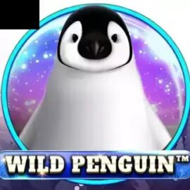 Wild Penguin
