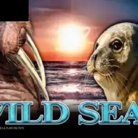Wild Seal