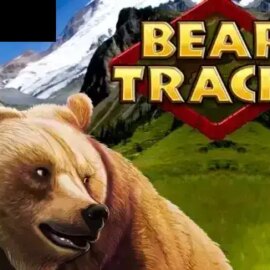 Bear Tracks